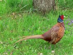 Common pheasant, a game bird in Mexico – Best Places In The World To Retire – International Living